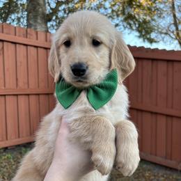 Corey - Golden Retriever puppy from Daisy Lynn Goldens