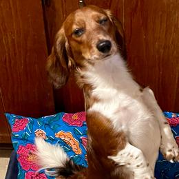 Ygritte - Dachshund