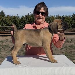 Mr. BeauxJangles - Fawn male Cane Corso puppy in Dayton, Oregon from BlackStar Cane Corso