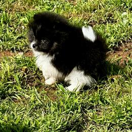 Rupert - Pomeranian