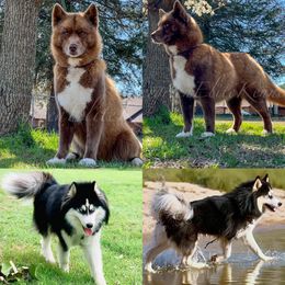 French Bulldogs and Siberian Huskies from EvergreenEliteKennel