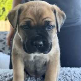 Cane Corso Puppies from PNW Cane Corsos