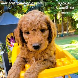 Rascal - Red  male Goldendoodle puppy in Greer, South Carolina from South Paw Doodles