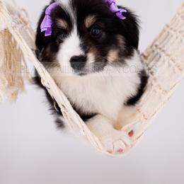 American Corgi and Pembroke Welsh Corgi Puppies from Blacktail Mountain Corgis