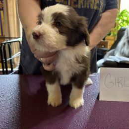 Bearded Collie Puppies from Aberlour Bearded Collies