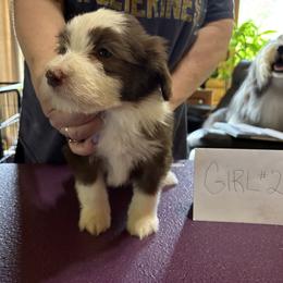 Bearded Collie Puppies from Aberlour Bearded Collies