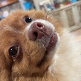 Potato - Orange parti female Pomeranian puppy in Weatherford, Texas from COCO'S POMS AND FRENCHIES