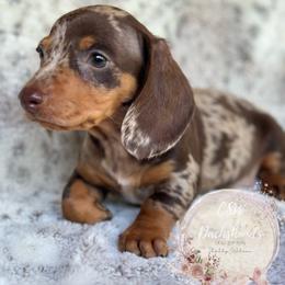 Dachshund Puppies from CSW Dachshunds