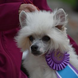 Cupid - White male Chinese Crested puppy in Woodland Park, Colorado from Feathers End Kennels