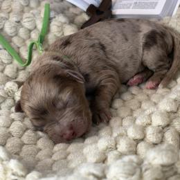 Joseph - Merle male Assorted Doodle Crosses puppy in West Monroe, Louisiana from Southern Haven Doodles