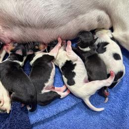 Rat Terrier Puppies from The Puppy Patch Rat Terriers