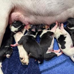 Rat Terrier Puppies from The Puppy Patch Rat Terriers