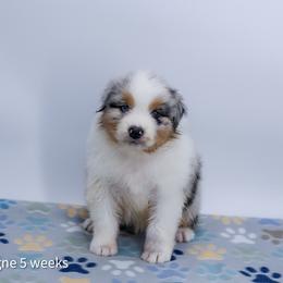 Champagne - Blue merle male Australian Shepherd puppy in Lakewood, California from Cloud Nine Kennel