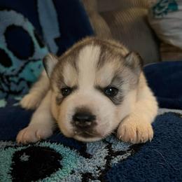 Jack - Gray and white male Siberian Husky puppy in Amery, Wisconsin from Sovereign Siberians