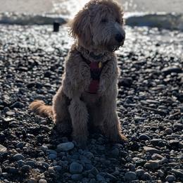 Goldendoodle All Grown Up from Dawnie’s Doodles