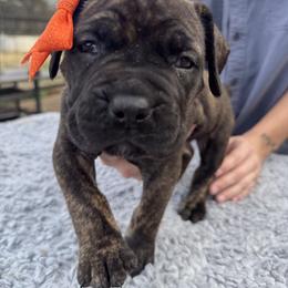 Orange collar female - Brindle female Boerboel puppy in Bon Aqua, Tennessee from Erickson Ranch Boerboels