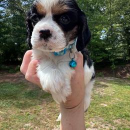 Male 1 - Black white and tan male Cocker Spaniel puppy in Greensboro, North Carolina from Cochran Spaniels