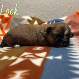 Lock - Brindle male Shih Tzu puppy in Houston, Texas from Pup Paw-lace