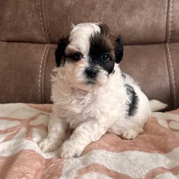 Green Male - Black and white male Shihpoo puppy in Asheboro, North Carolina from Southern Bred Pups