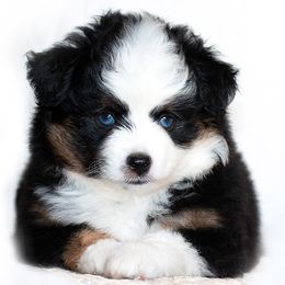 Toy Australian Shepherd Puppies from Shebang Aussies