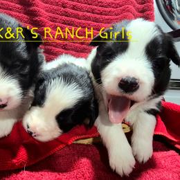Nessie - Black and white female Border Collie puppy in Live Oak, Florida from K&R RANCH KENNELS