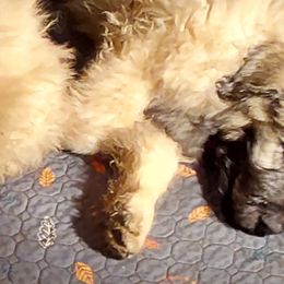 Bouvier des Flandres from Evan Coffield