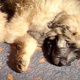Bouvier des Flandres from Evan Coffield