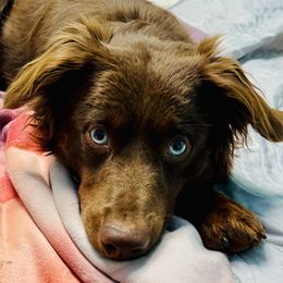 Copper Blue - Miniature Australian Shepherd