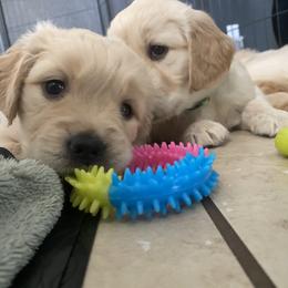 Golden Retriever Puppies from Rebel Retrievers