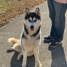 Storm - Black and white male Siberian Husky puppy in Loudon, Tennessee from Kristari Siberians