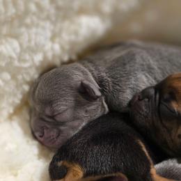 Storm - Blue female French Bulldog puppy in Hemlock, Michigan from A&D Frenchies