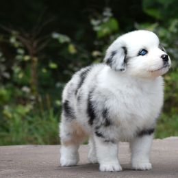 Miniature American Shepherd and Miniature Australian Shepherd Puppies from Ashland Miniature American Shepherds & Miniature Australian Shepherds