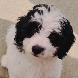 JoJo - Phantom female Bernedoodle puppy in Sherman, Illinois from Shirl Doodle Life