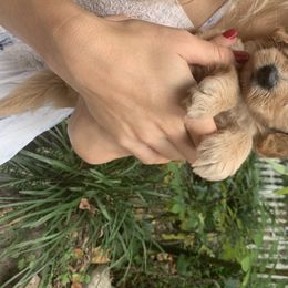 Goldendoodle Puppies from Hush Doodles