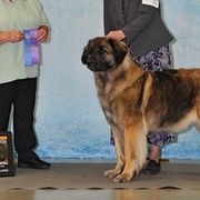 Leonbergers from Front Range