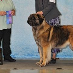 Leonbergers from Front Range