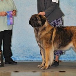 Leonbergers from Front Range