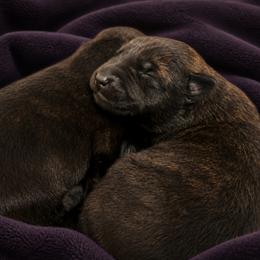 Girl 3 - Brindle - Brindle female Belgian Malinois puppy in Dallas, South Carolina from RoyalHaus Malinois