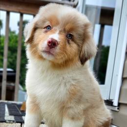 Pink Collar RMF - Red merle female Miniature American Shepherd puppy in Lexington, Kentucky from Deuce's Den