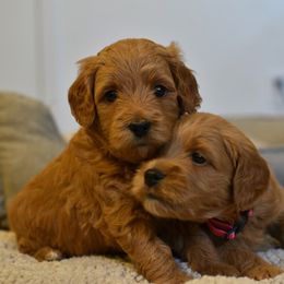 Goldendoodle Puppies from DaisysdoodlesAZ