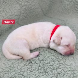 Boy 1 - male Labrador Retriever puppy in Mc Murray, Pennsylvania from Kingridge Kennels