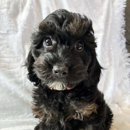 Midnight - Black and tan male Cockapoo puppy in Adrian, Oregon from ApplebyFarm