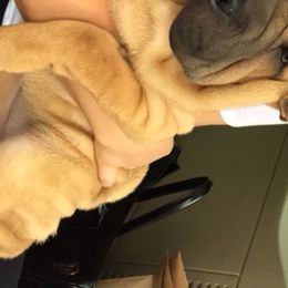 Chinese Shar-Pei from Southern Smug'lrs