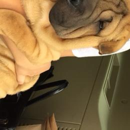 Chinese Shar-Pei from Southern Smug'lrs