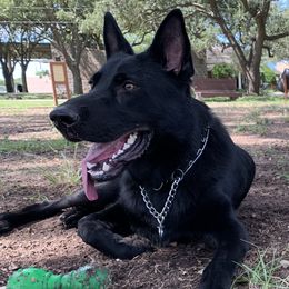 Samson - German Shepherd