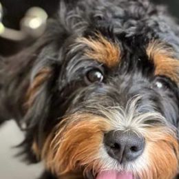 Bennie - Bernedoodle