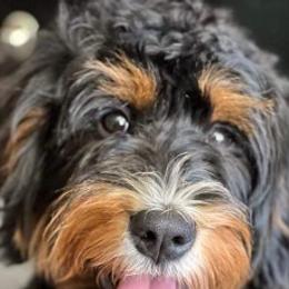 Bennie - Bernedoodle