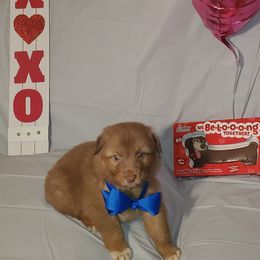 Boy 5 - Australian Shepherd puppy in Cochise County, Arizona from 2Morrows Aussies