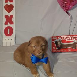 Boy 5 - Australian Shepherd puppy in Cochise County, Arizona from 2Morrows Aussies