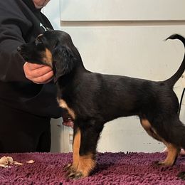 Afghan Hound Puppies from Kelli Kujawa